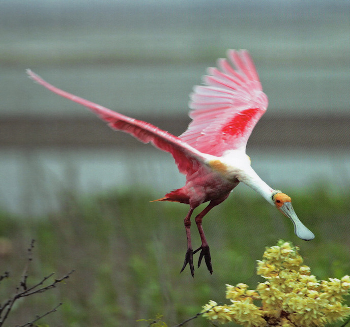 SpoonBills